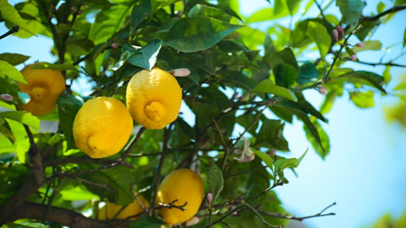 Limun (Citrus limonia)