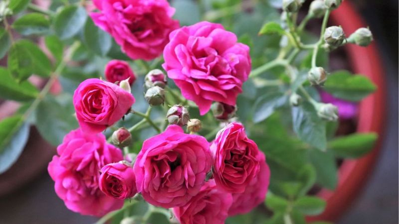 Mini ruže (Rosa rosa)