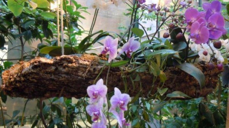 Orhideja na drvetu